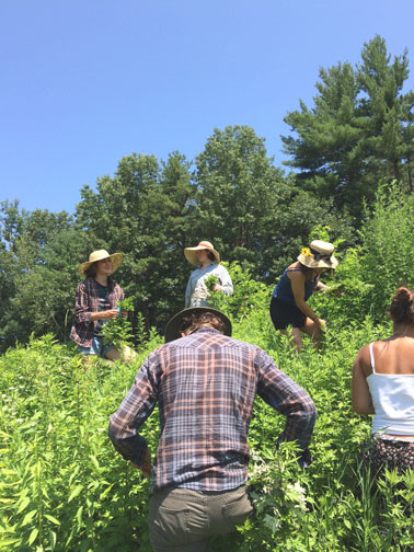 Herbal medicine school involves wildcrafting.