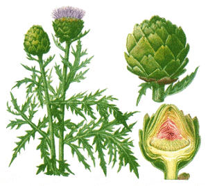 artichoke leaf illustration image