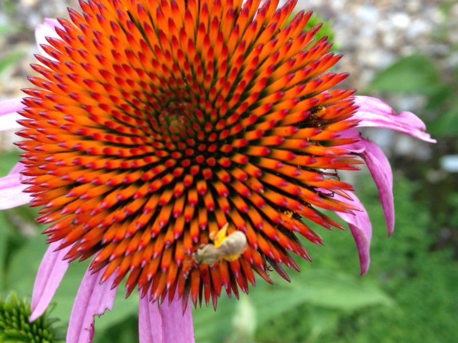 Plant Attunement Reflections